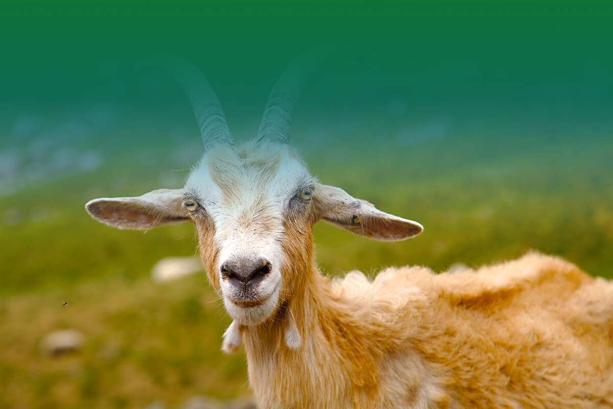 goat