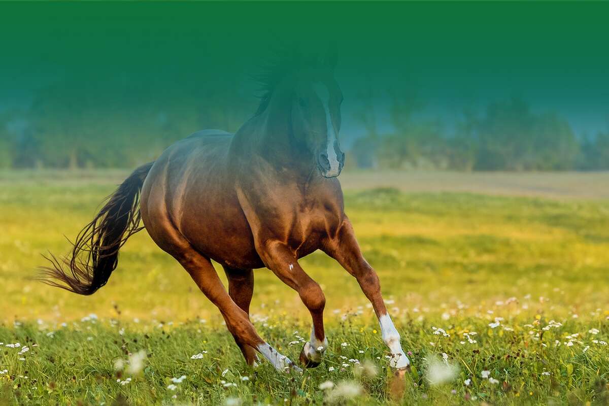 horse