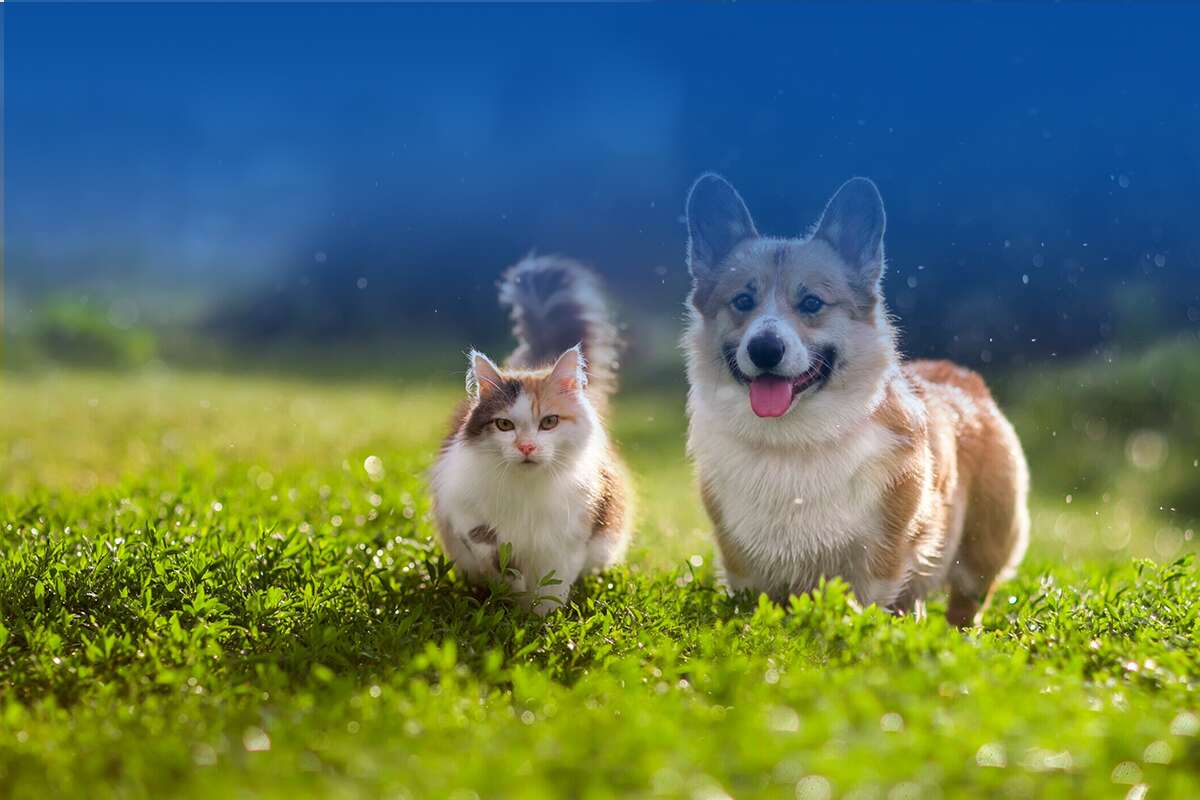 pet