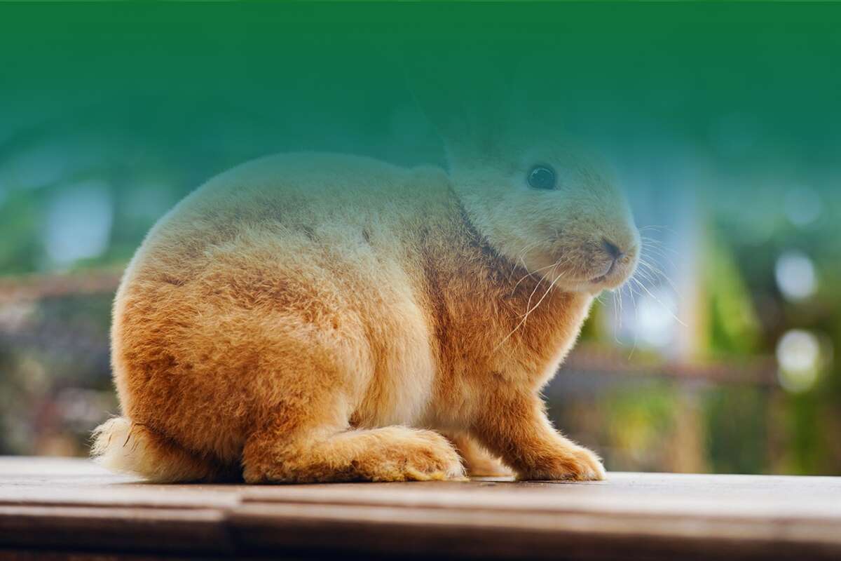 rabbit