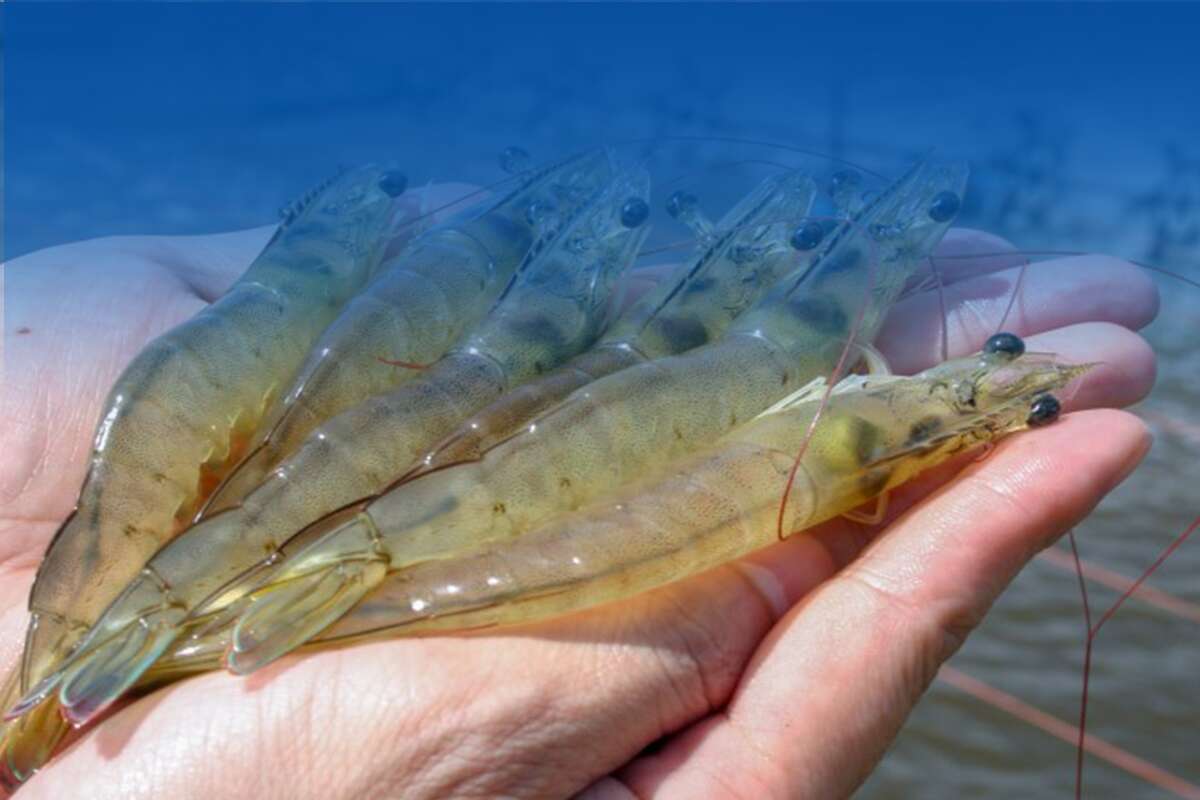 shrimp