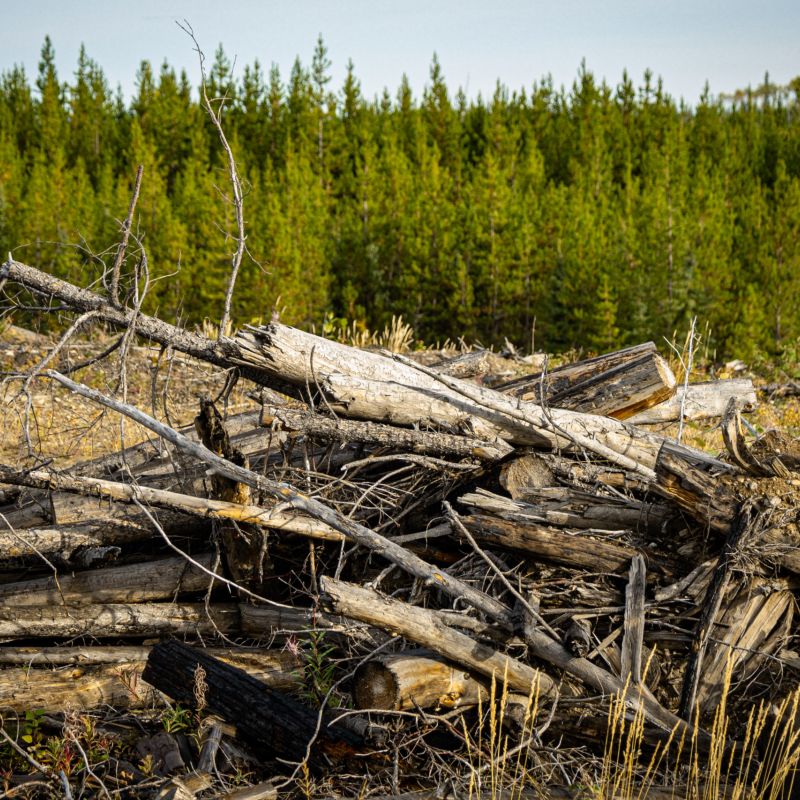Biomass