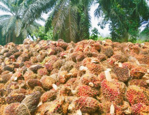 biomass agri pellet machine