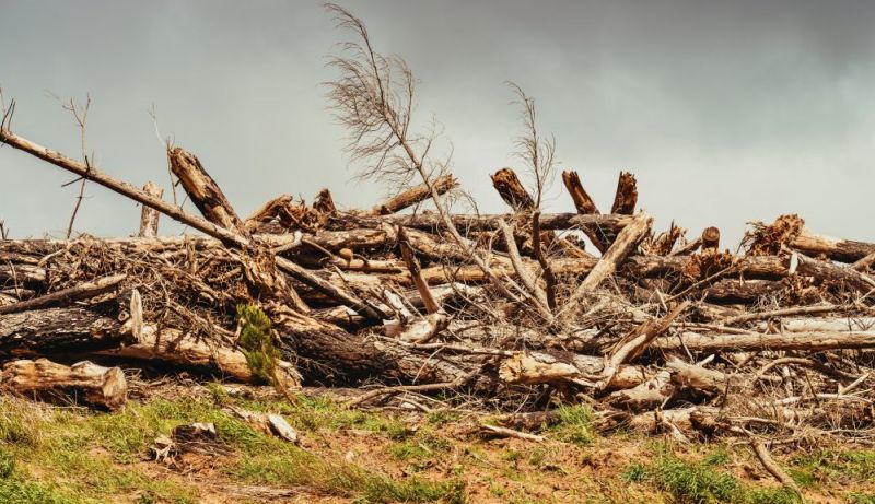 wood material