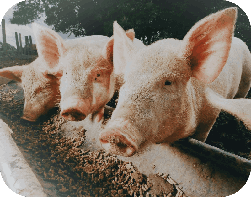 pig
