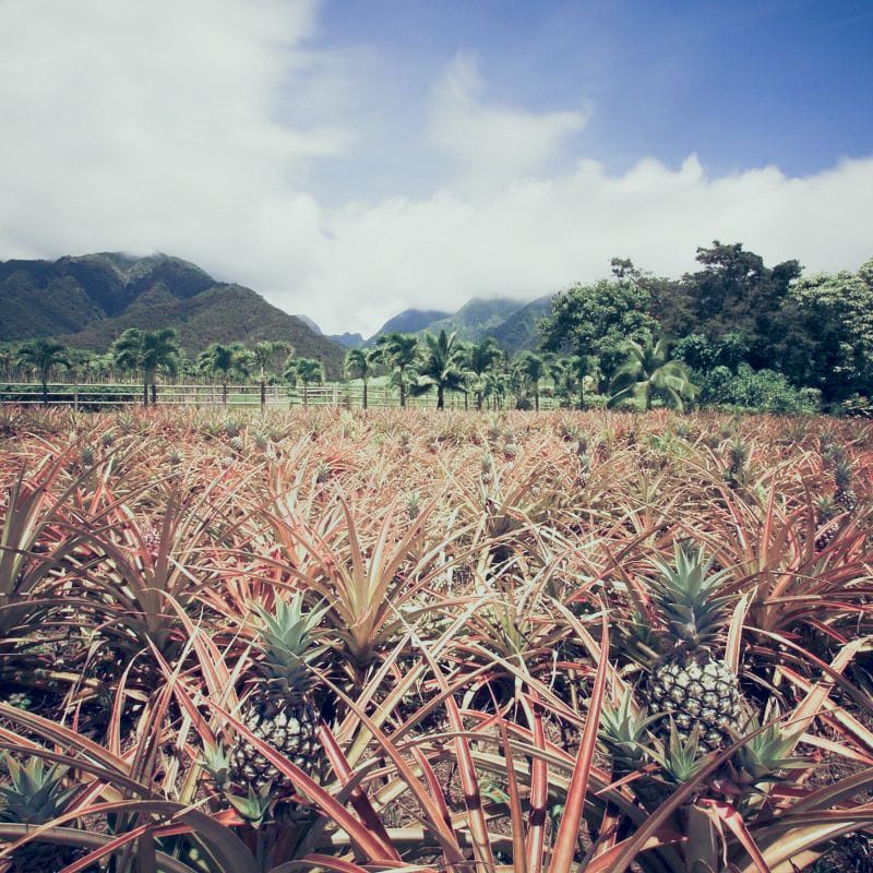 Plantation
