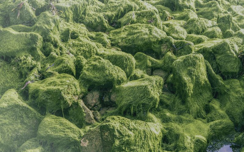 algae pellet production line