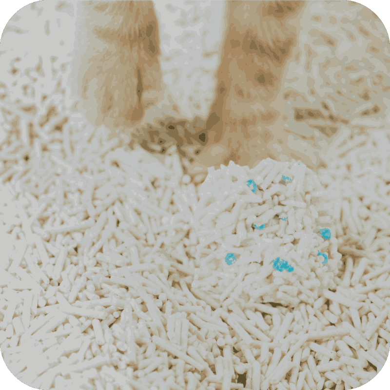 cat litter