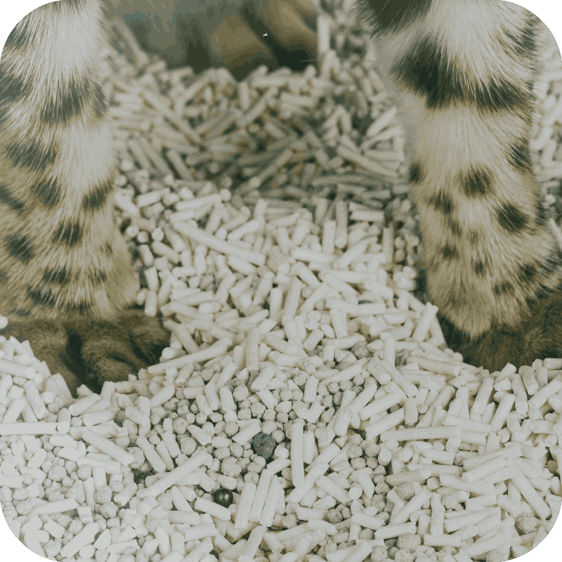 cat litter