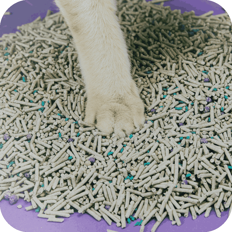 cat litter