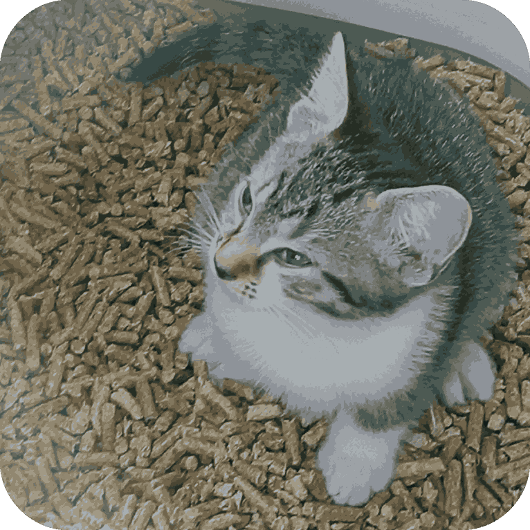 cat litter