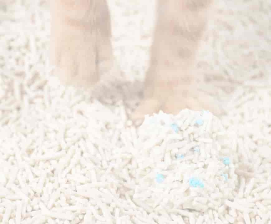 cat litter