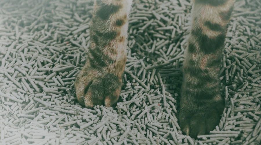 diatomite cat litters