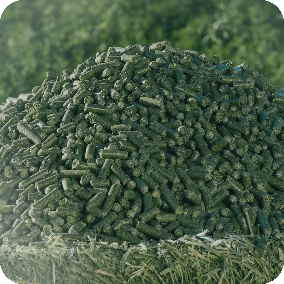 grass pellet