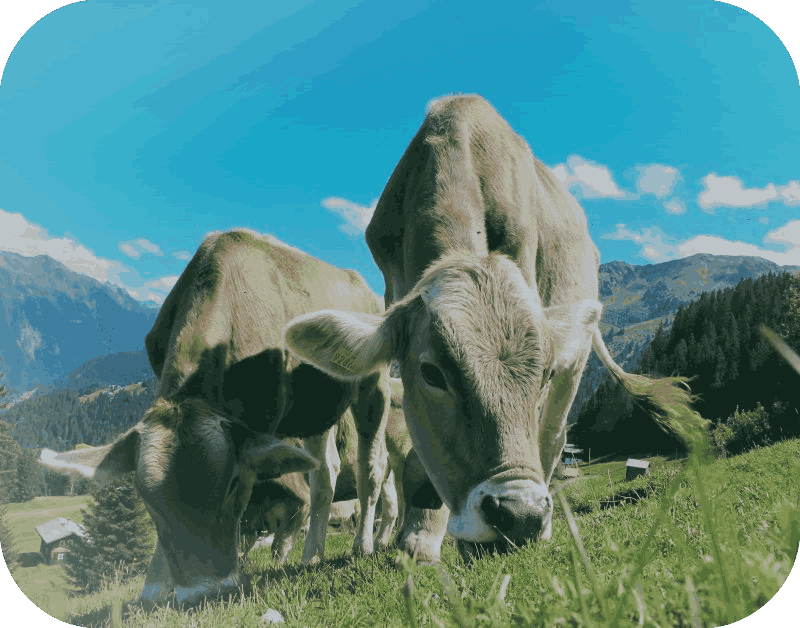 cattle