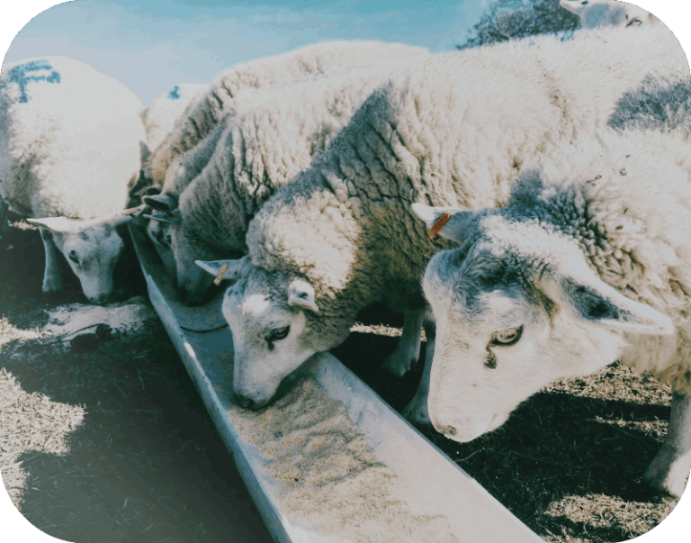 1-160T/H Animal Feed Production Line For Poultry & Livestock