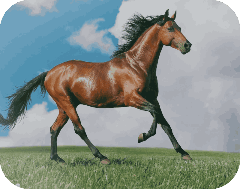 livestock