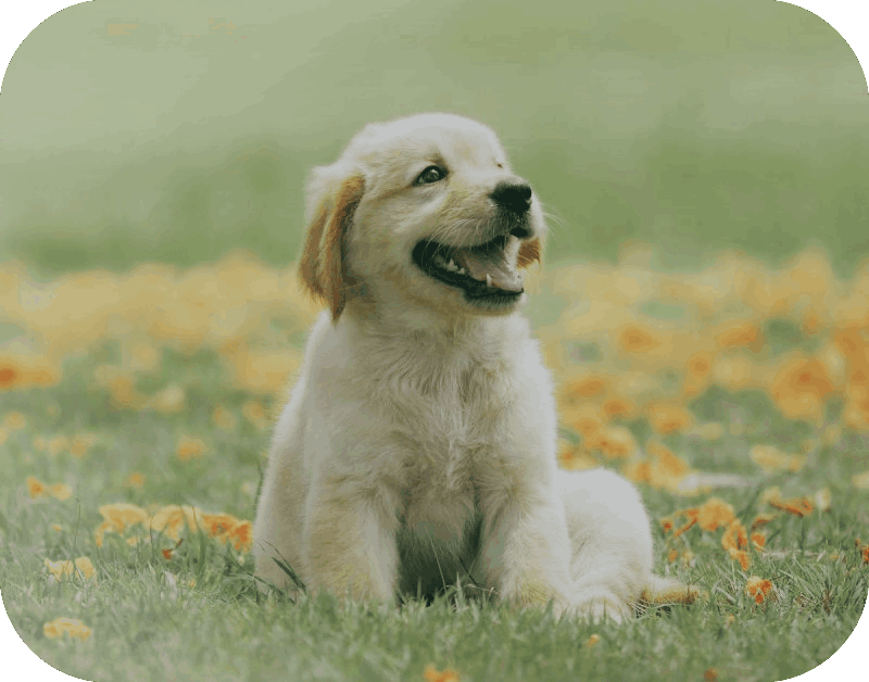 pet