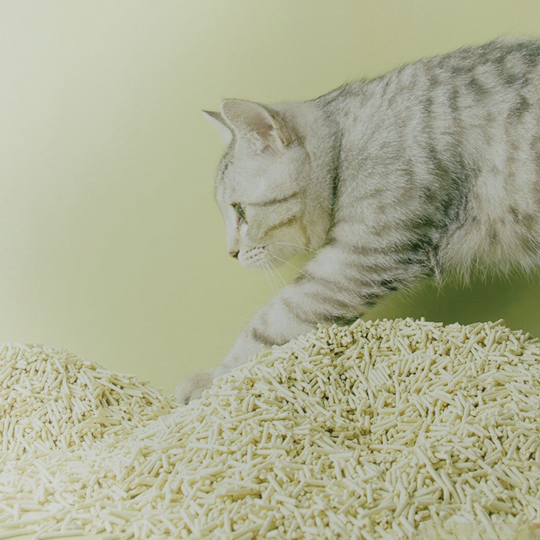 tofu cat litters