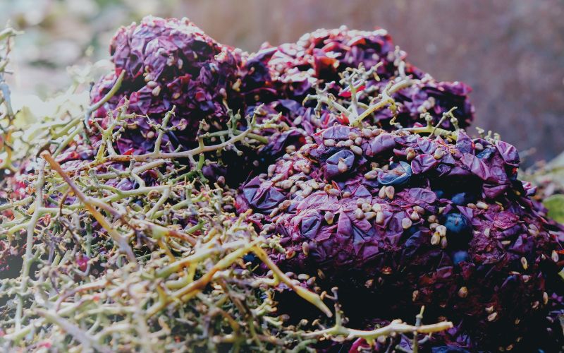 winemaking waste pellet plant