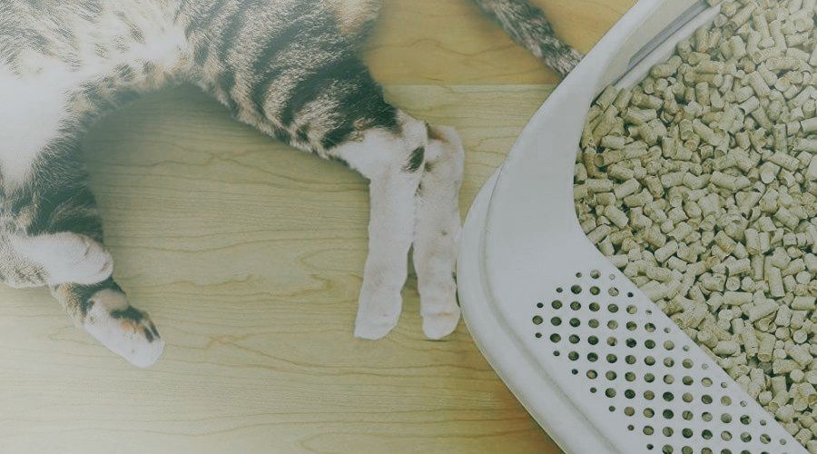 wood cat litters