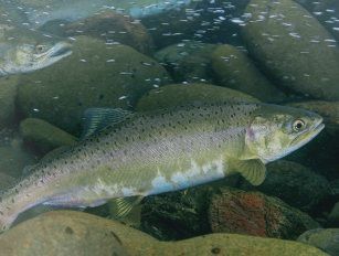 Salmon