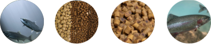 fish and pellet