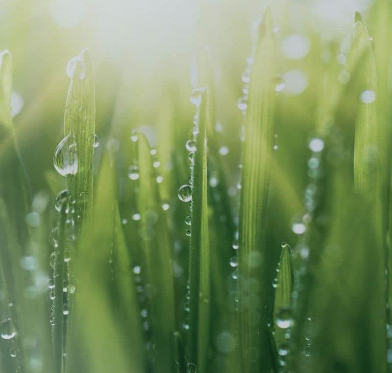 Grass moisture content
