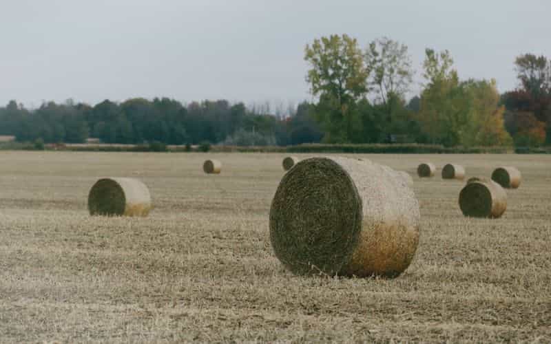 Soybean straw