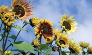 sunflower husk