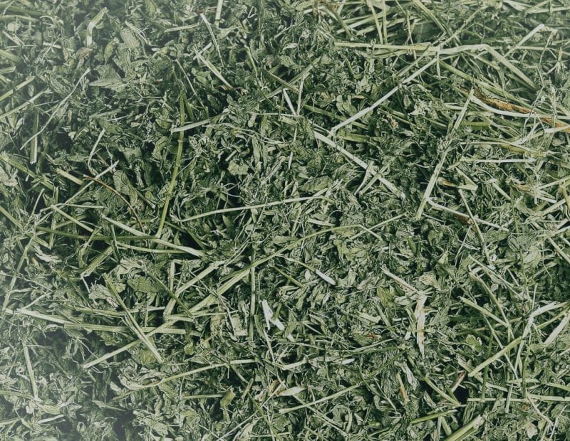 alfalfa grass