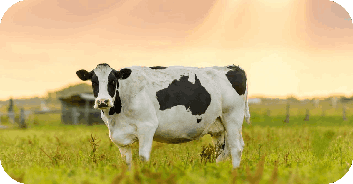 alfalfa pellet for cattle