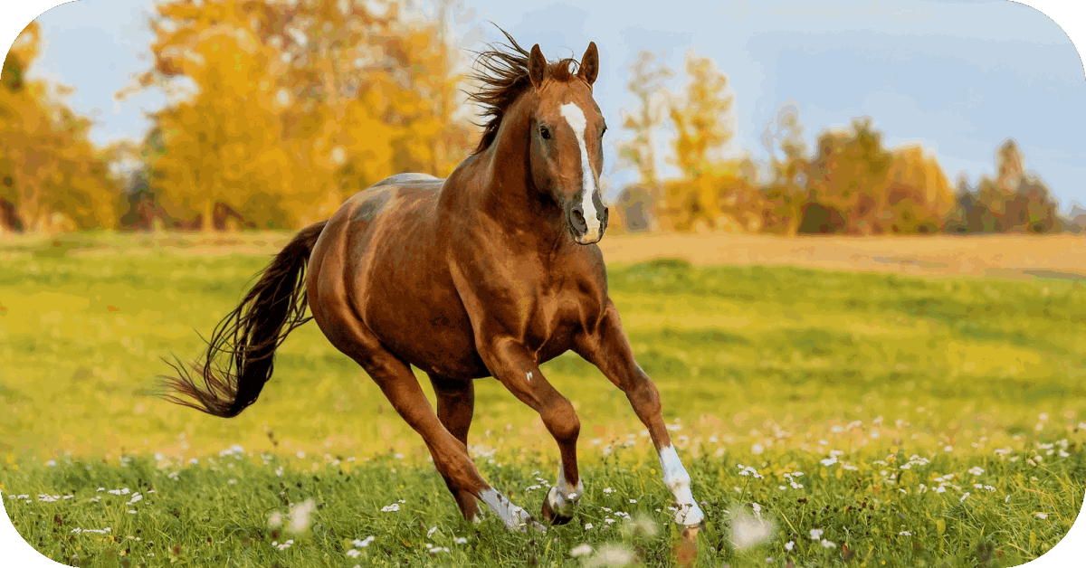 alfalfa pellet for horse
