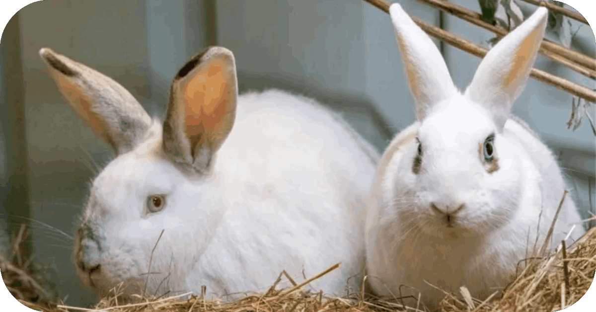 alfalfa pellet for rabbit