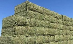 alfalfa