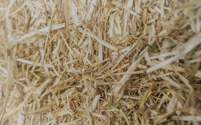 barley straw