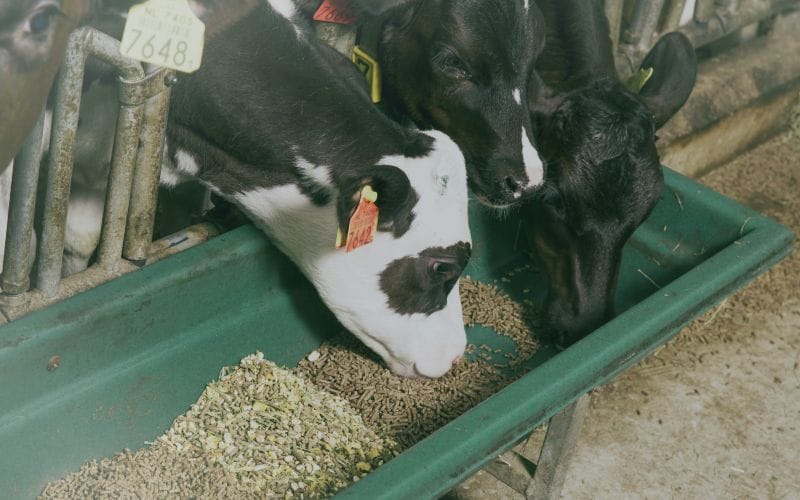 cattle feed from straw
