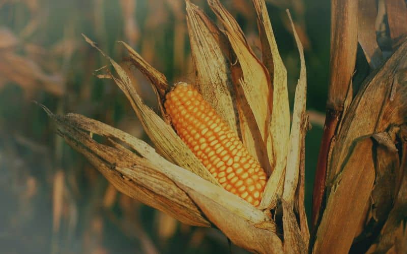 corn stalk