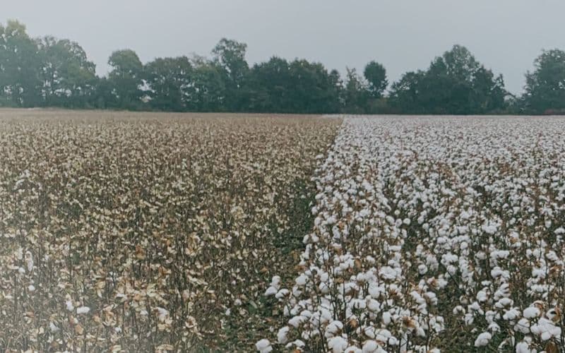 cotton stalk