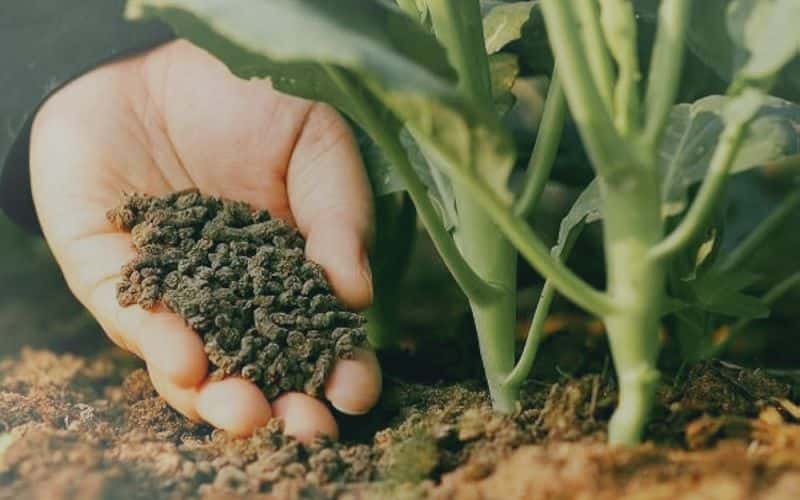 fertilizer from straw