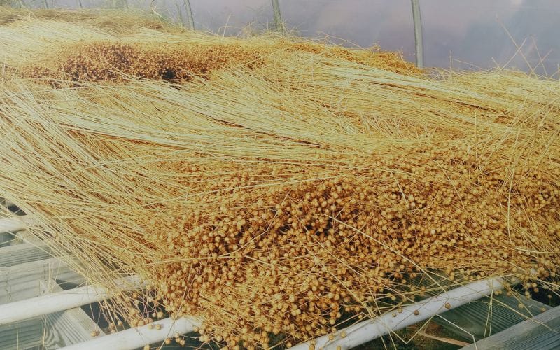 flax straw