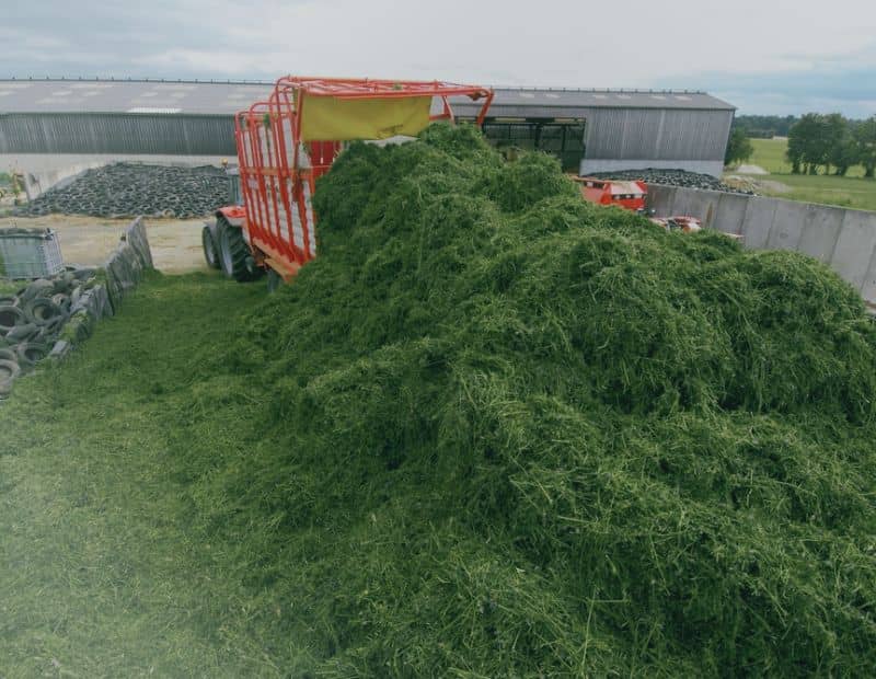 fresh grass