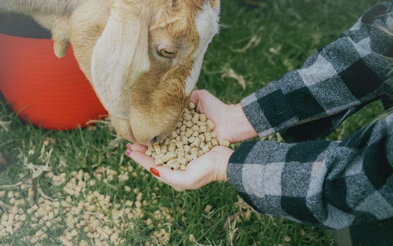 goat feed from straw