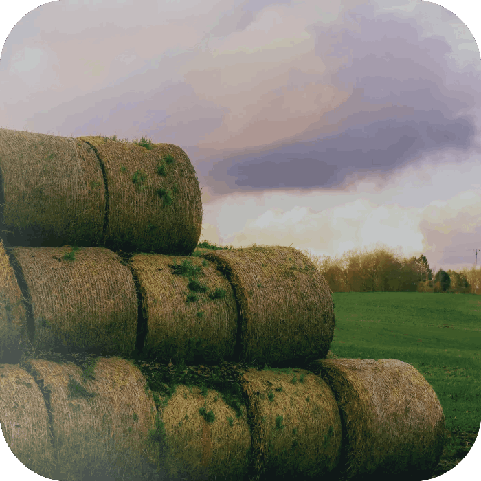 grass farm