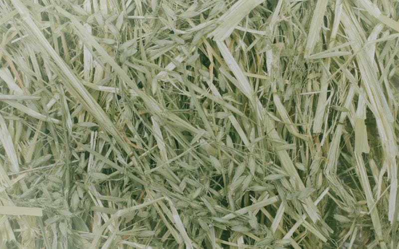 oats straw
