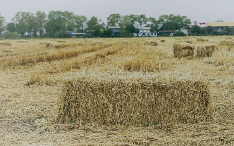 rice straw