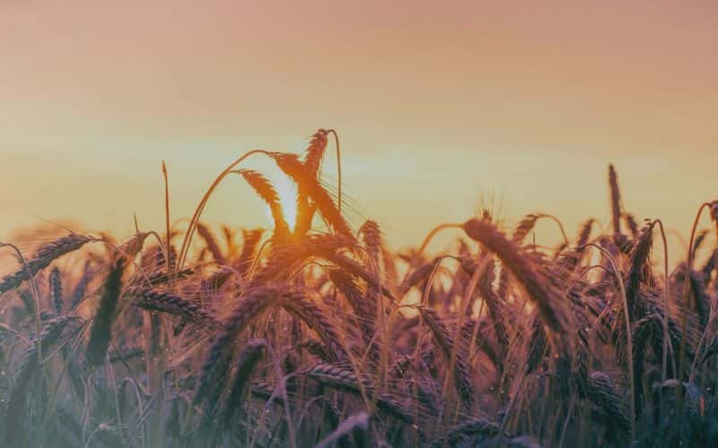wheat straw