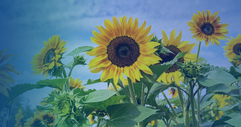 Sunflower Hulls Pellet Production Line Solution