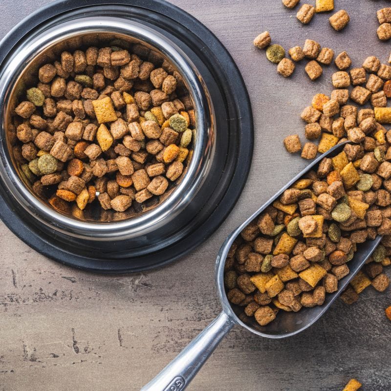 Kazakhstan pet food factory construction started