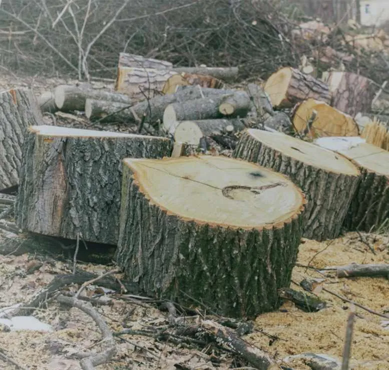 Wood waste moisture